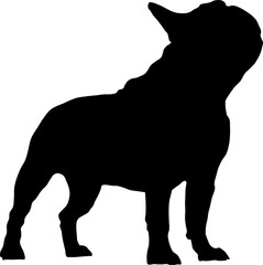 Französische Bulldogge - 111078454