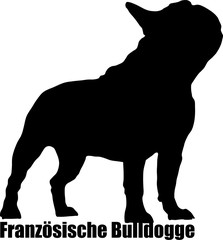 Französische Bulldogge
