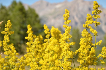 Fleurs jaunes (Hautes-Alpes)