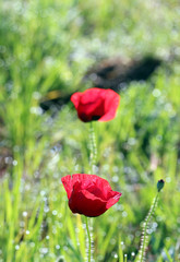 Fototapeta na wymiar poppies on green field