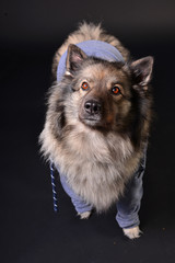 cooler Hund mit Kapuzenshirt Hoodie Wolfsspitz