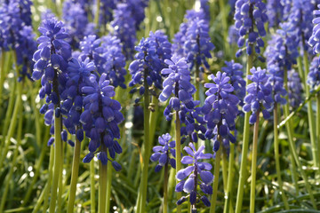 Background of Muscari botryoides blue grapes hyacint in the spring garden
