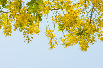 Coon flower National tree of Thailand.