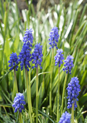 Background of Muscari botryoides blue grapes hyacint in the spring garden
