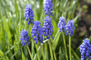 Background of Muscari botryoides blue grapes hyacint in the spring garden
