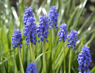 Background of Muscari botryoides blue grapes hyacint in the spring garden
