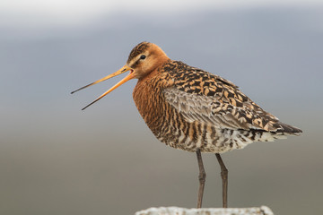 Black-tailed godwit (Limosa limosa), Iceland