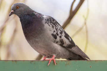 pigeon on a fence