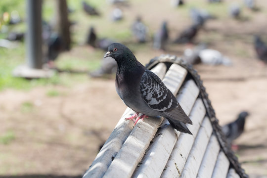 Portrait of gray pigeon