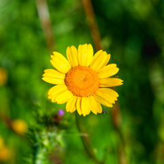 Yellow Flower and little Spider