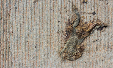 Dead toad or frog is crushed to death by car on the road