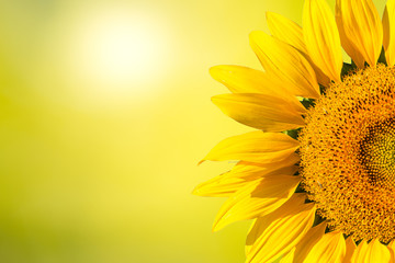 sunflower background