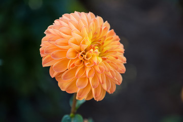 Dahlia