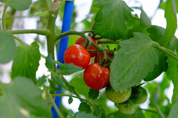 ミニトマトの収穫