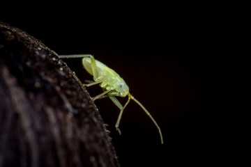 Tiny Green Cricket Nymph