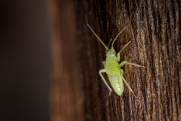 Tiny Green Cricket Nymph