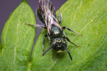 Green Orchid Bee