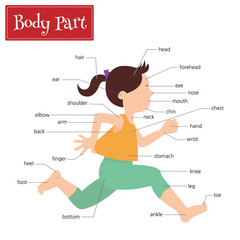Obraz premium Name of body parts that can be seen externally. Captions on a girl