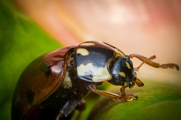 Red Ladybug Macro