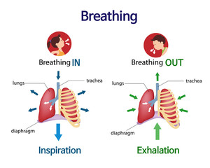 Pictures that show what happens to the lungs when you breath inhale and exhale