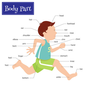 Name of body parts that can be seen externally. Captions on a boy