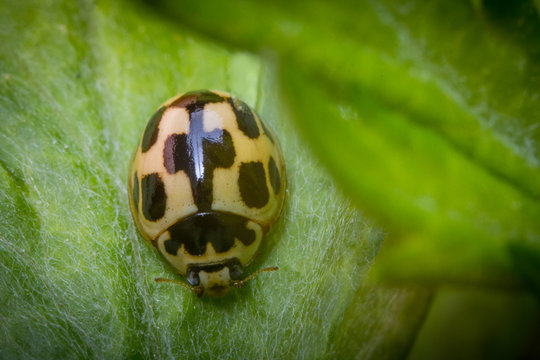 Yellow Ladybug Macro