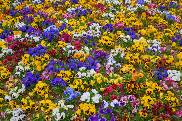 Field of primroses