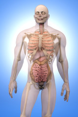 Human Anatomy visualization - Internal Organs