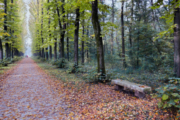 Avenue of Elm trees in Parco di Monza Italy in autumn
