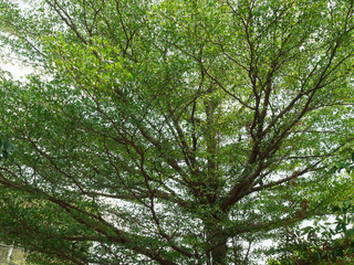 Terminalia ivorensis Chev.
