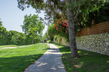 Golf course with tree and road