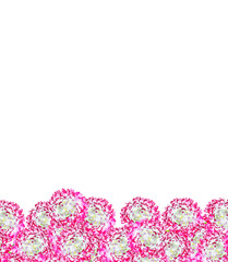 Autumn asters flower isolated on white background