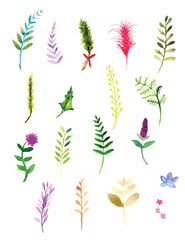 Botanical Flowers,Christmas Pine and Foliage watercolor on the white background,vector file 