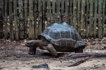 Tortoise in Zanzibar, Prison Island