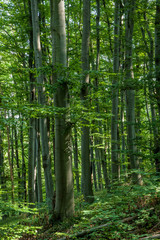 Beech forest from Hungary