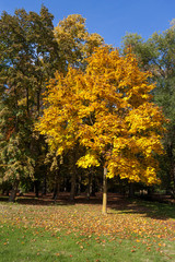 Naklejka premium Autumn scene in the Parco di Monza Italy