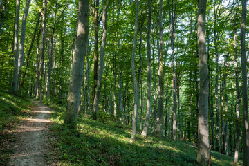 Beech forest from Hungary