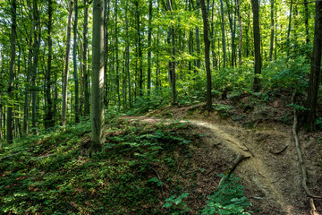 Fototapeta premium Beech forest from Hungary
