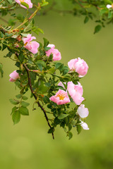 Dog rose flowers (Rosa canina)