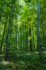 Fototapeta na wymiar Beech forest from Hungary