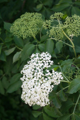 fiori bianchi di sambuco.Sambucus nigra 