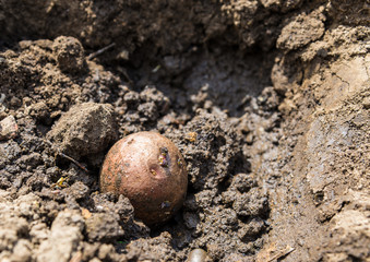 potato tuber wet ground