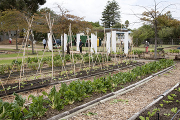 SOMERSET WEST WESTERN CAPE SOUTH AFRICA - APRIL 2016 - Volunteers working in a community garden producing vegetables and salad produce which is sold to raise funds.
