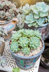  Miniature succulent plants