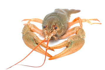 live cancer on a white background