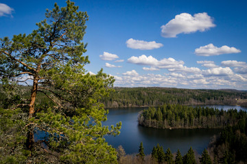 View to the lake. In the foreground is a large pine.