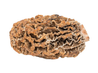 morel mushroom macro