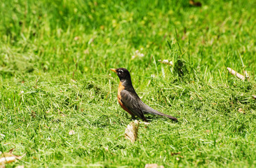 Obraz premium American Robin (Passeriformes Turdidae) in a Grassy Field Looking for Food