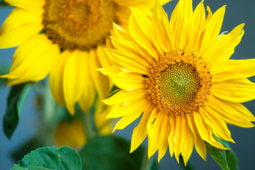 Sunflower on blue background.