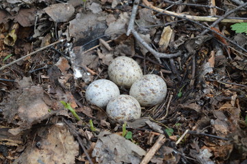 Plant fragments constructed bird nest with eggs.